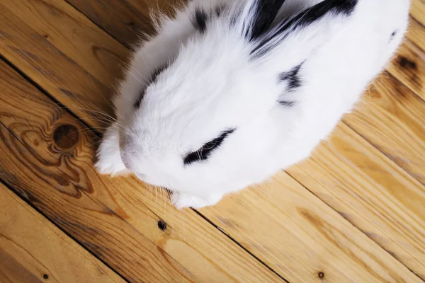 Conejo blanco sobre fondo de madera — Foto de Stock