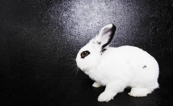 Siyah arka planda beyaz tavşan — Stok fotoğraf