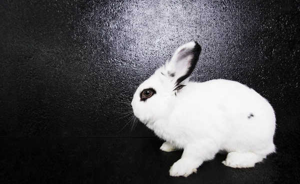 Coelho branco no fundo preto — Fotografia de Stock