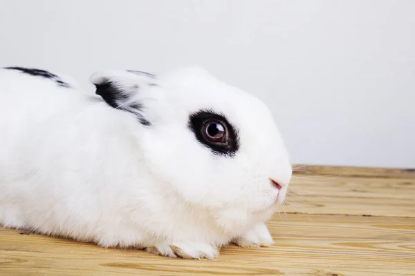 Белый кролик на белом фоне — стоковое фото