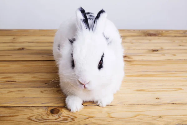 Weißes Kaninchen auf dem hölzernen Hintergrund — Stockfoto