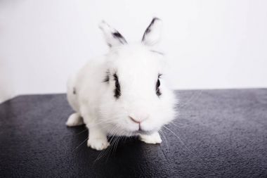 Beyaz tavşan siyah ve beyaz arka plan üzerinde