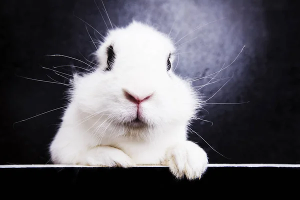 在黑色背景上的白兔子 — 图库照片