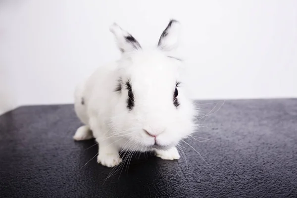 Conejo blanco sobre fondo blanco y negro — Foto de Stock