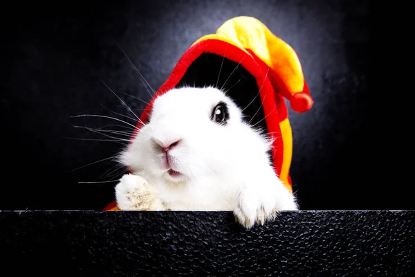 Weißes Kaninchen mit Mütze auf schwarzem Hintergrund — Stockfoto