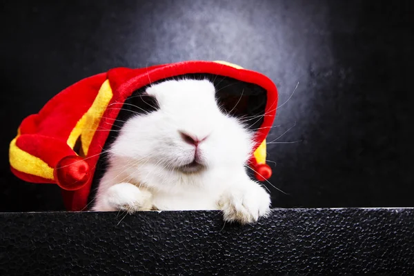 Weißes Kaninchen mit Joker-Mütze — Stockfoto