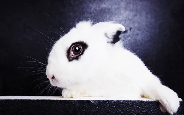 Weißes Kaninchen auf schwarzem Hintergrund — Stockfoto