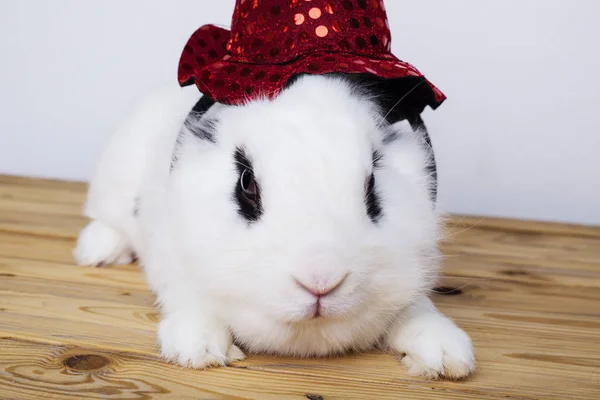 Lapin blanc avec chapeau pour une sorcière sur le fond blanc — Photo