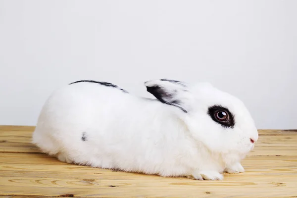 Weißes Kaninchen auf weißem Hintergrund — Stockfoto