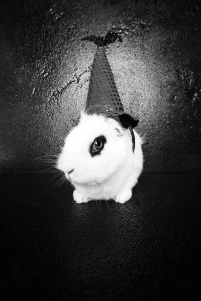 Chapeau de lapin blanc pour une sorcière sur fond noir — Photo