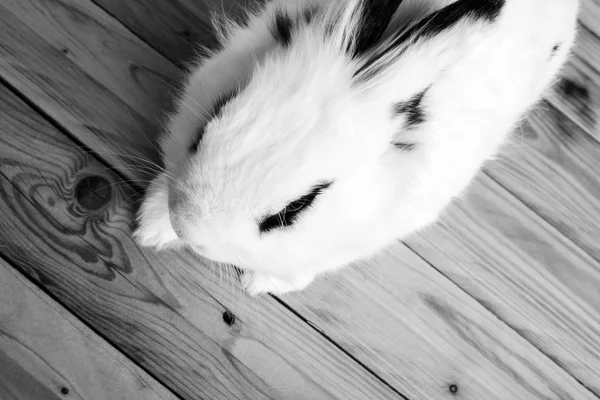 White rabbit op de houten achtergrond — Stockfoto