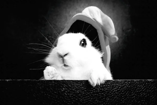 Biały królik z kapelusza joker na czarnym tle — Zdjęcie stockowe