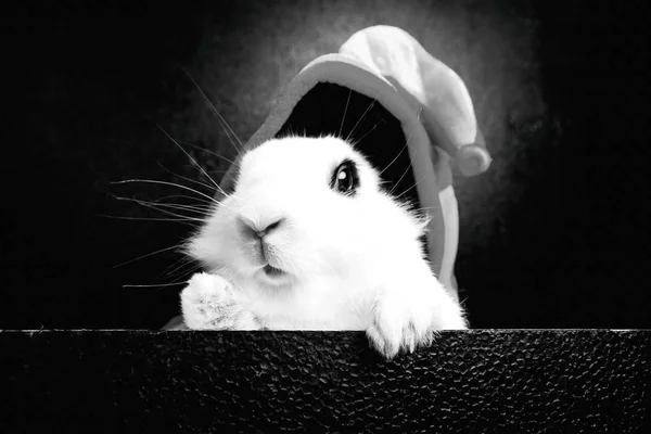 Lapin blanc avec un bonnet joker sur fond noir — Photo