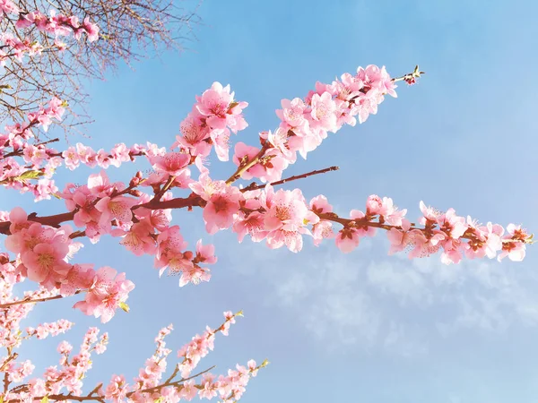 樱花树枝芽芽在盛开的背景作为一个美丽的春天花开花 — 图库照片