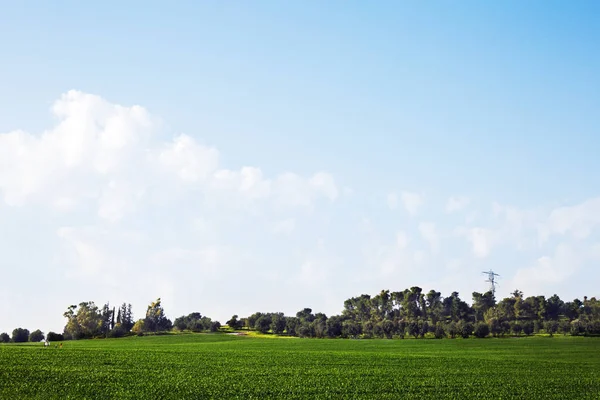 Paisaje Naturaleza Del Cielo Con Nublado Camino Través Bosque Siempreverde —  Fotos de Stock