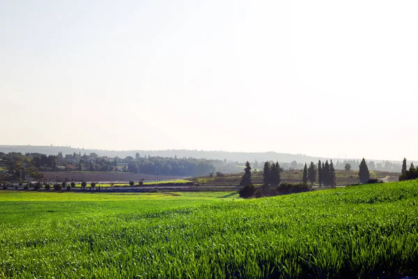 Landskap Naturen Himlen Med Molnigt Och Vägbana Genom Vintergrön Skog — Stockfoto