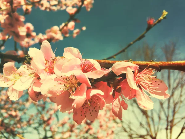 樱花树枝芽芽在盛开的背景作为一个美丽的春天花开花 — 图库照片