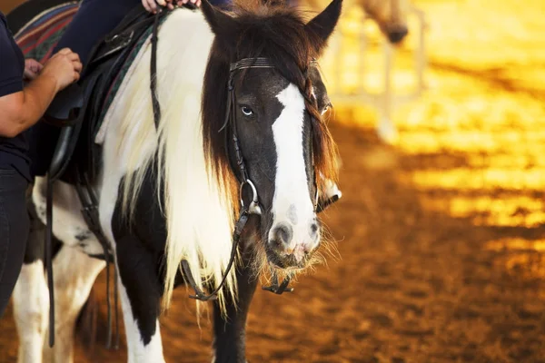 Portrait d'un petit poney aux beaux yeux. Il regarde au loin . — Photo