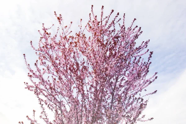 Cerejeira broto ramo em flor fundo como uma bela flor de primavera florescendo — Fotografia de Stock