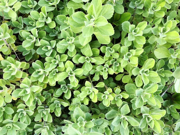 Achtergrond van verse groene bladeren. Groene bladeren achtergrond. — Stockfoto