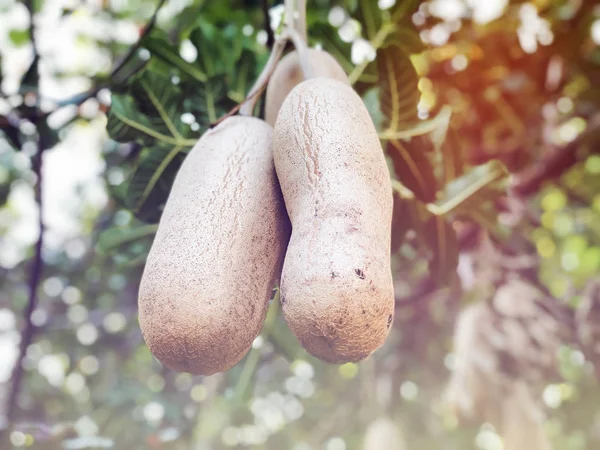  Ağaçta asılı sosis ağaç (Kigelia africana) meyve 