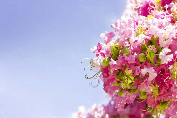 Spring flowers - floral natural spring background with flowers. — Stock Photo, Image