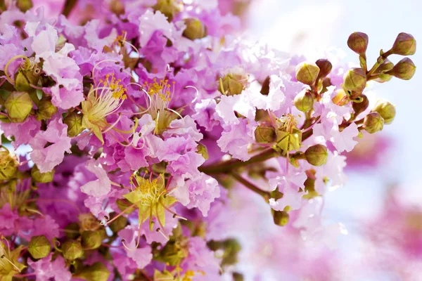 春天花-花卉自然春天背景与花卉. — 图库照片