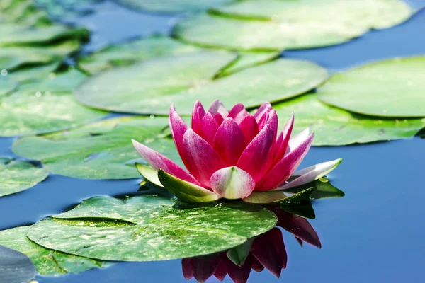 Sebuah bunga bakung merah muda terletak di atas air kolam . — Stok Foto