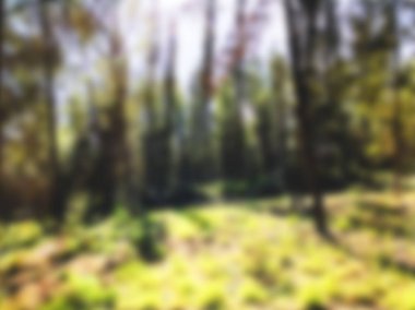 Orman ağaçları içinde görüntüleyin. Ormanın ortasında ağaçlar büyümek