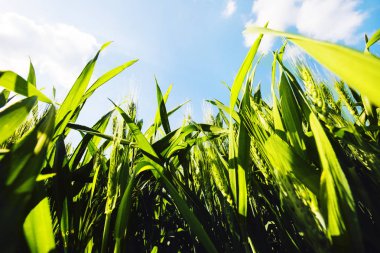 Fotoğraf altındaki yeşil buğday kulakları mavi gökyüzü parlak yaz güneşi ile karşı.
