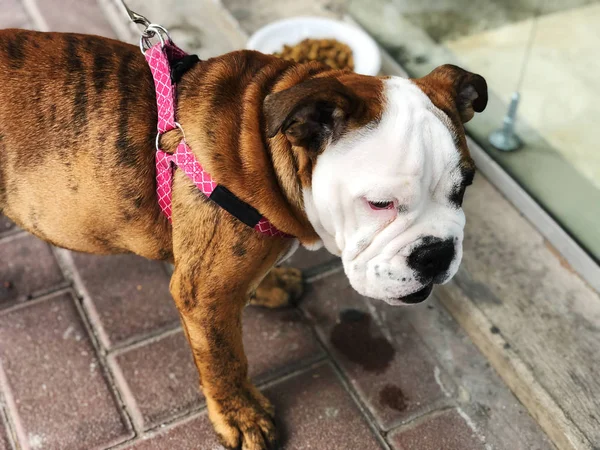 Bonito cão engraçado Inglês raça bulldog na rua — Fotografia de Stock