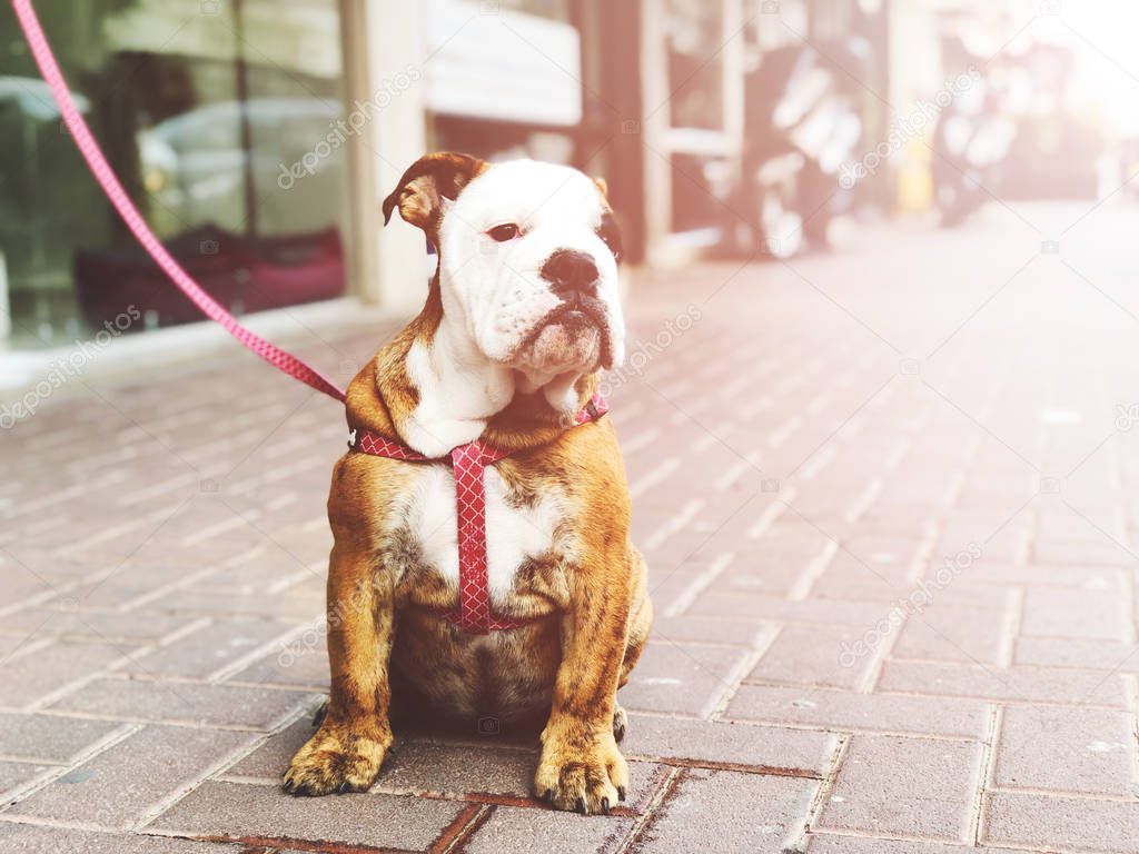 Beautiful funny dog English bulldog breed on the street.