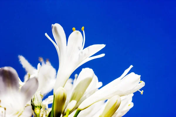 Lente bloemen - floral natuurlijke lente achtergrond met bloemen. — Stockfoto