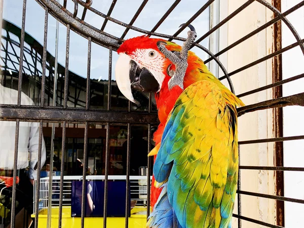 Retrato de um papagaio escarlate colorido ara contra a selva. Visão lateral de uma cabeça de um papagaio de arara selvagem em uma jaula . — Fotografia de Stock