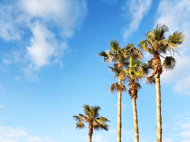  Güzel mavi güneşli gün. Sıcak yaz günlerinin gökyüzü karşı ağacı palmiye ağaçlarında.