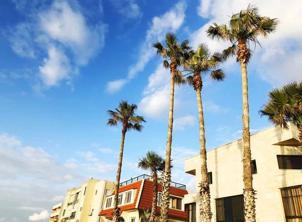 Mooie blauwe zonnige dag. Boom palmbomen in warme zomerdag tegen sky en huis. — Stockfoto