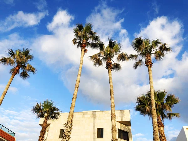Beautiful blue sunny day. Tree palm trees in hot summer day against sky and house. — Stock Photo, Image