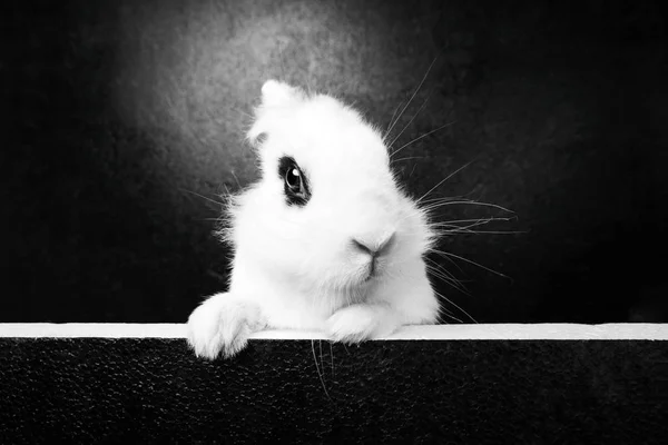 Lapin blanc sur le fond noir — Photo