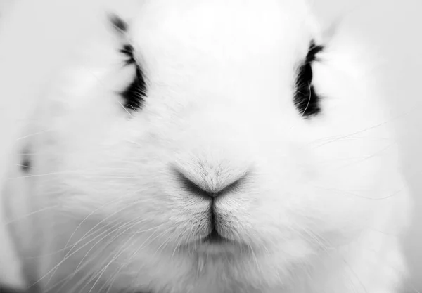 Lapin blanc sur le fond blanc — Photo