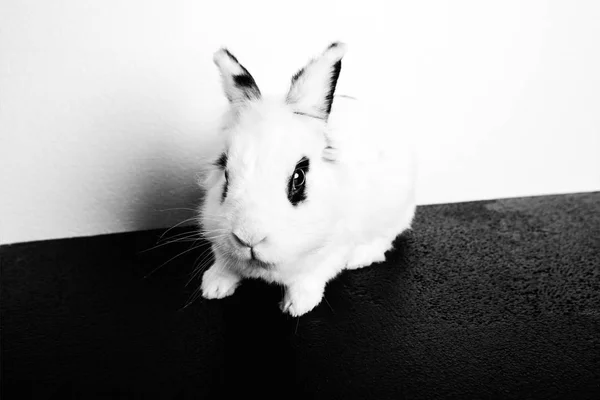 Lapin blanc sur le fond blanc — Photo