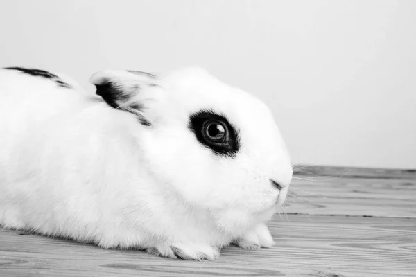 White rabbit op de witte achtergrond — Stockfoto