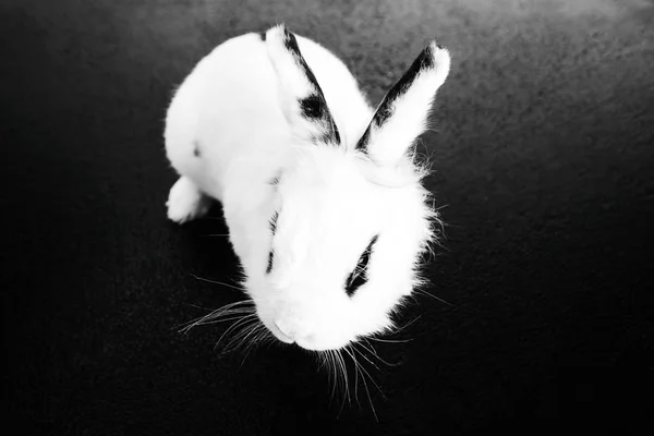 White rabbit on the black background — Stock Photo, Image