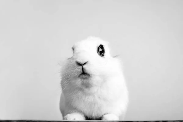 Vit kanin på den vita bakgrunden — Stockfoto
