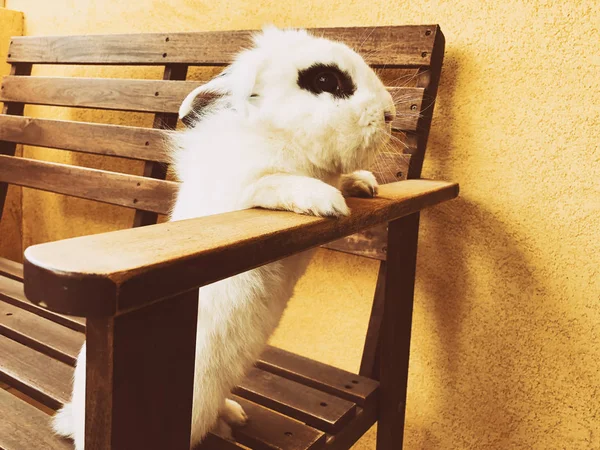 Blanco hermoso divertido conejo de pie en un banco . — Foto de Stock