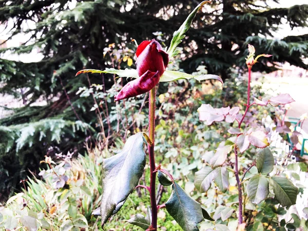 Primavera com uma bela rosa vermelha no fundo da grama verde e árvores — Fotografia de Stock