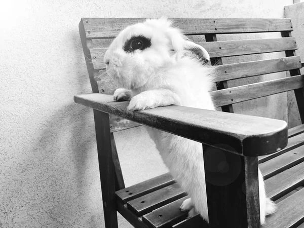 Vit vacker rolig kanin stående på en bänk. — Stockfoto