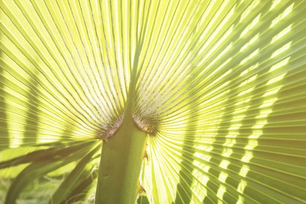 Fondo botánico de hojas verdes de cerca — Foto de Stock