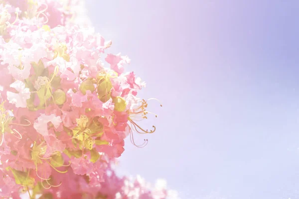 Wiosenne kwiaty - kwiatowy wiosną naturalne podłoże z kwiatami. — Zdjęcie stockowe