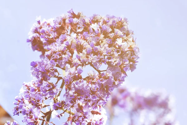 Flores de primavera - fondo floral de primavera natural con flores . —  Fotos de Stock
