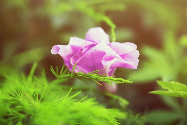 Bright pink single flower gerber against a plain green background — Stock Photo, Image